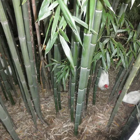 בית נופש Casa Velha פיגרו דוס ויניוס