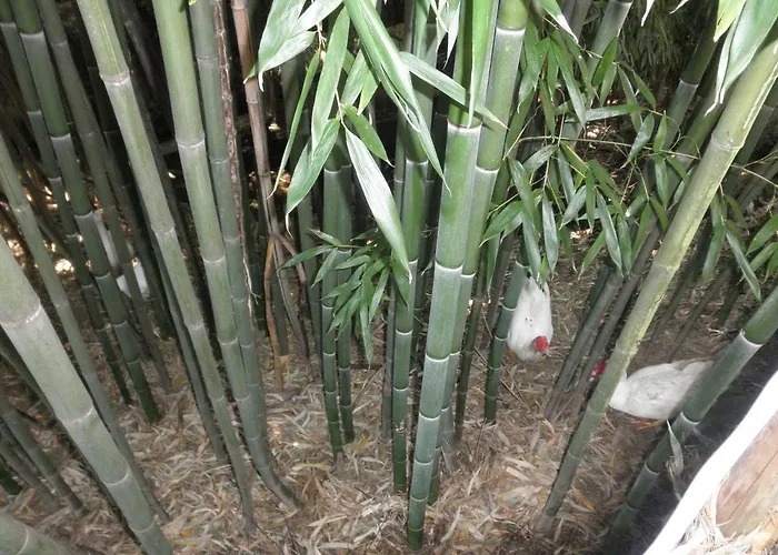 Casa vacanze Casa Velha Figueiro Dos Vinhos